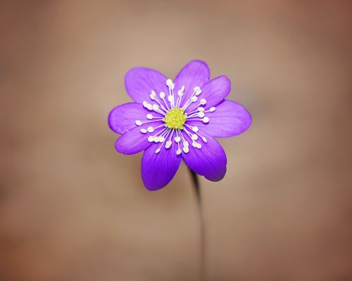 hepatica flower blossom