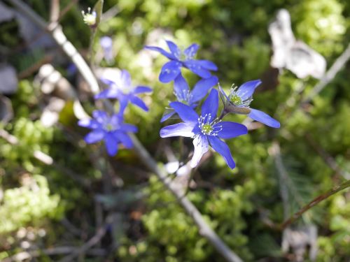 hepatica spring pennywort