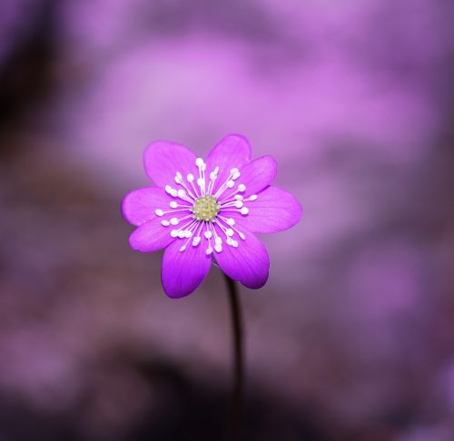 hepatica flower blossom