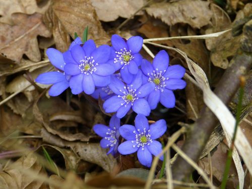 hepatica blossom bloom