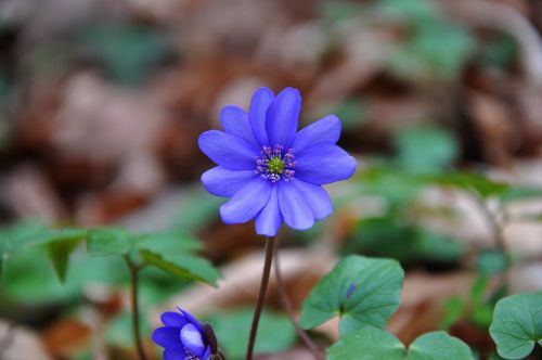 hepatica nobilis spring blue