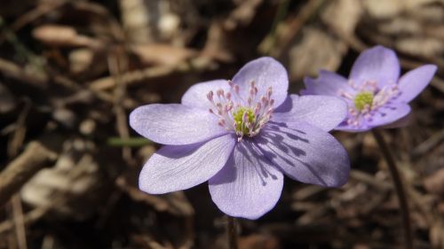 hepatica nobilis podléška spring flowers