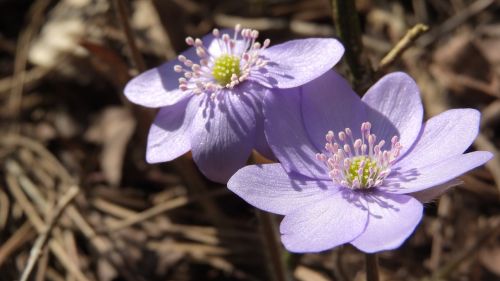 hepatica nobilis podléška spring flowers