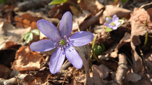 hepatica nobilis  anemone hepatica  artery