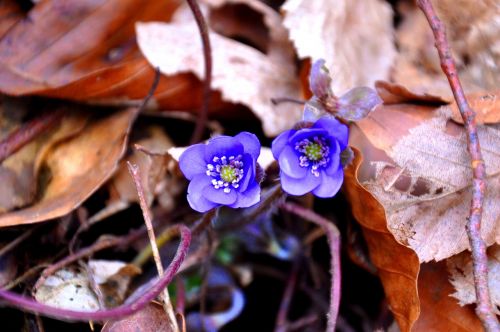 hepatica nobilis spring blue