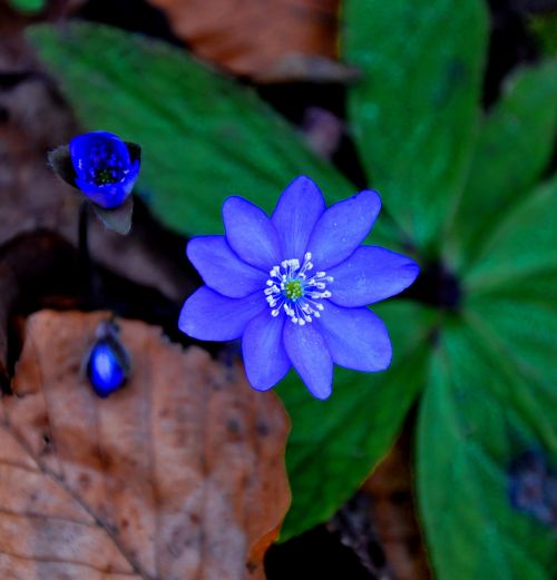 hepatica nobilis spring blue