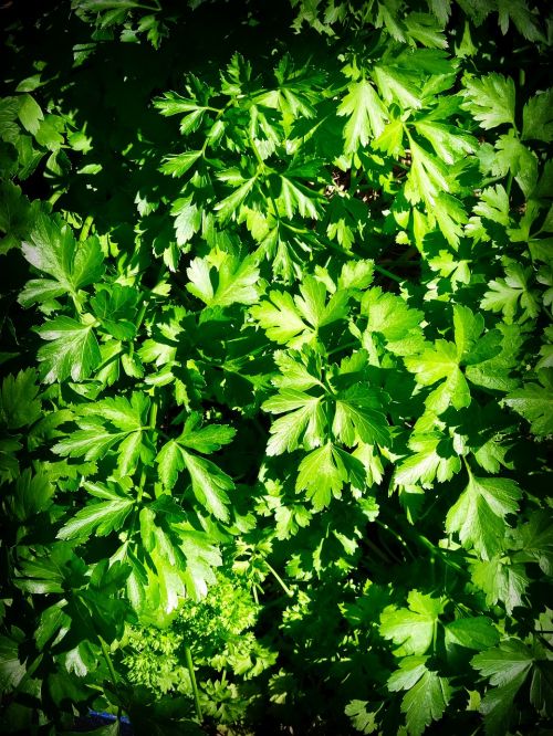 herb parsley leaves