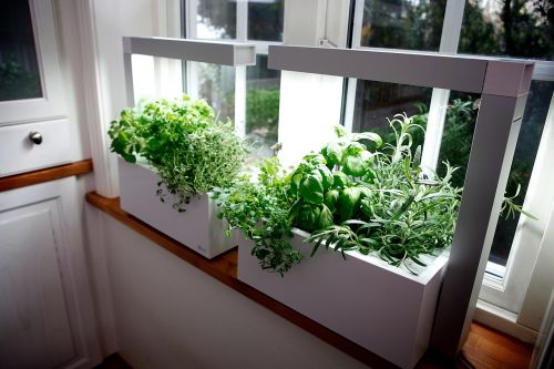 herb growing herbs hydro system
