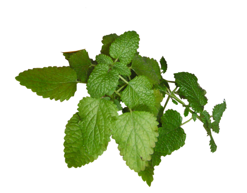 herb lemon balm