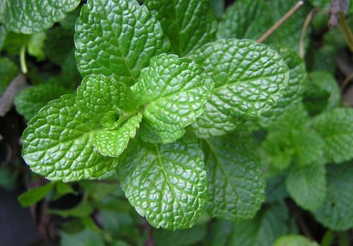 herb mint food