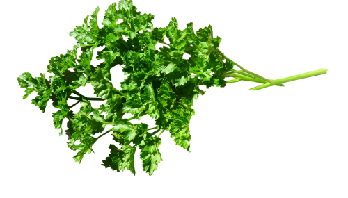 herb parsley food