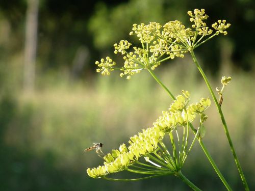 herb plant insect