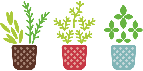 herb pot plant