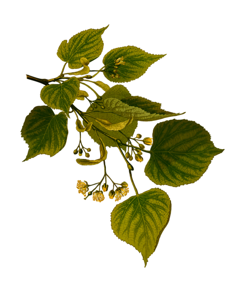 herbal lime medicinal