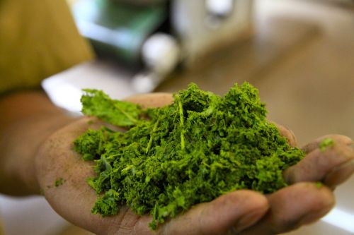 herbal tea green india