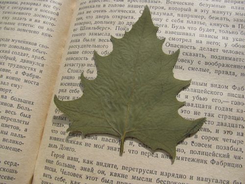 herbarium sheet leaves