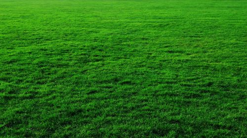 Green Grass Background Country