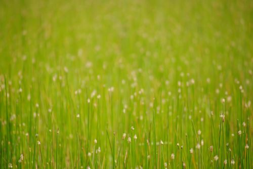 Green Grass And Spring Flowers