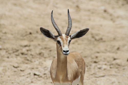 herbivorous portrait animal