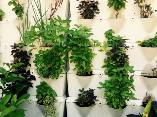 herbs herbal growing