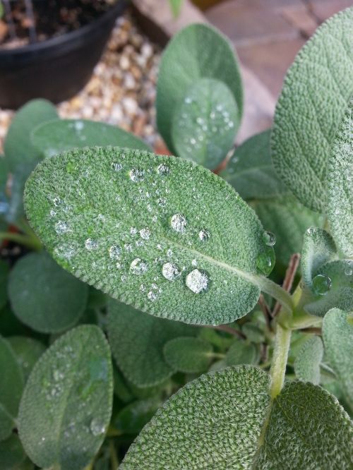 herbs water droplets water