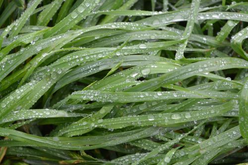 herbs water wet grass