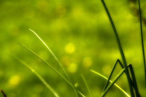 herbs green nature