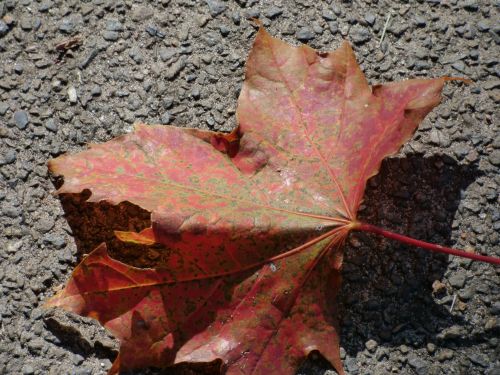 Autumn Leaf