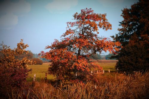 Autumn Leaves