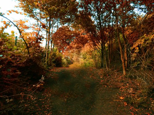 Autumn Forest Path