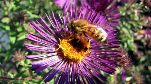 herbstaster bee blossom