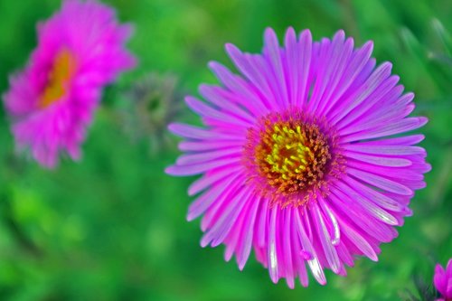 herbstaster  garden  aster