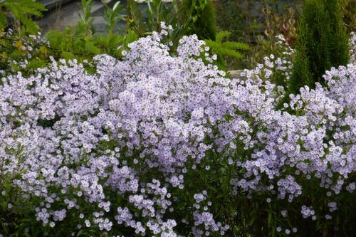 herbstaster flowers bloom