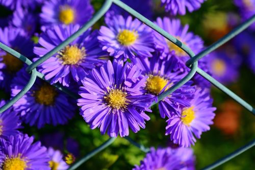 herbstastern autumn flowers garden