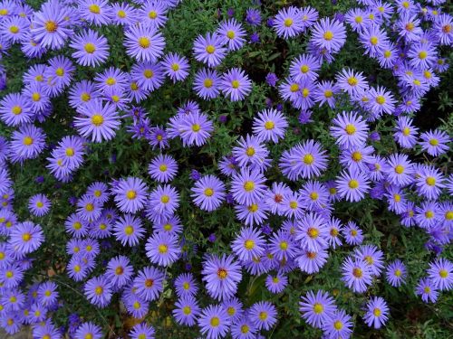 herbstastern asters flowers