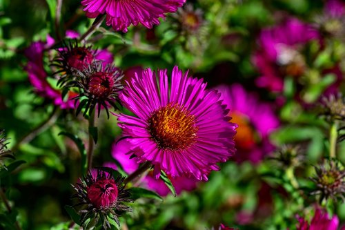 herbstastern  flower  blossom