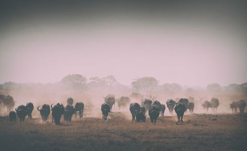 herd grass animal