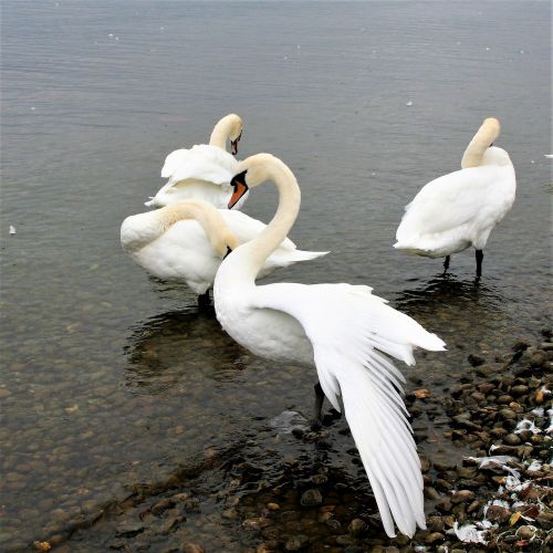 herd lake swan