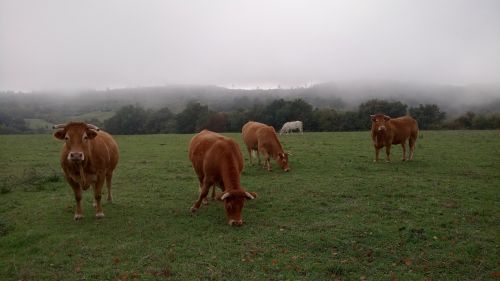 herd cows pasture