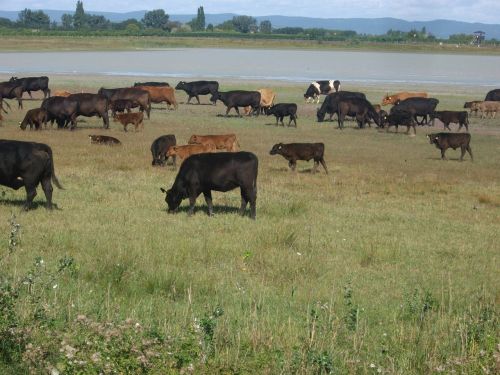 herd of cattle burgenland seewinkel