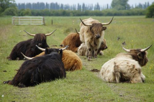 herd of cattle cow herd pasture