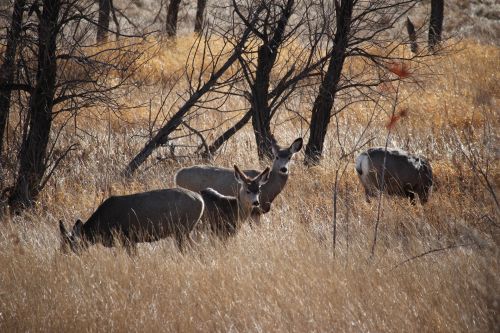 Herd Of Deer