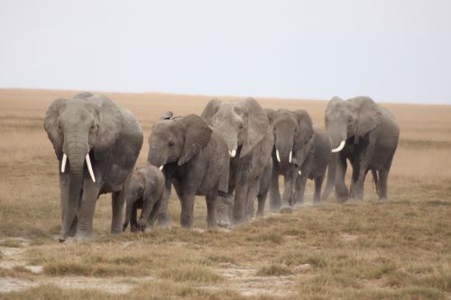 herd of elephants serengeti cow family