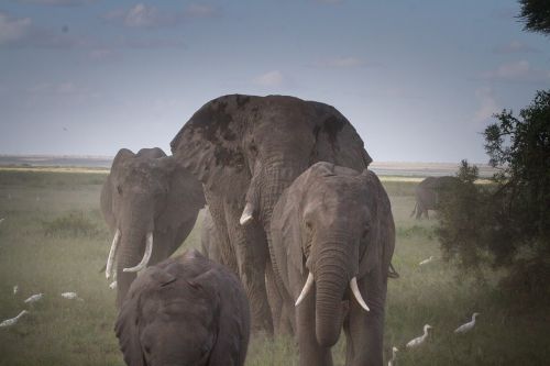 herd of elephants elephant national park