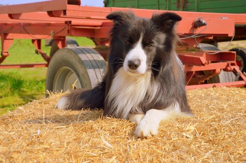 herding dog  border collie  purebred dog