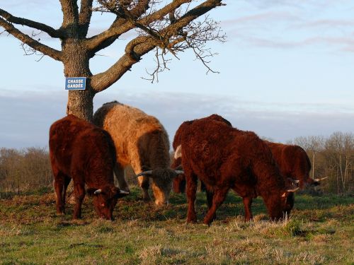 herds breeding cattle