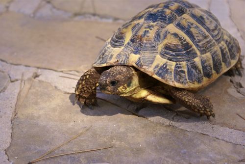 herman tortoise pet earth