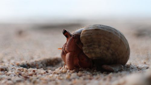 hermit crab thailand