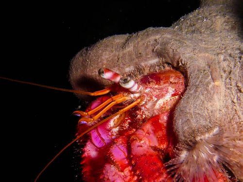 hermit crab cancer shellfish
