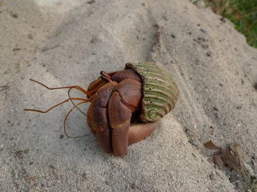 hermit crab shell sand